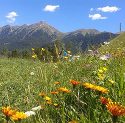 Kräuterwanderung Gastein